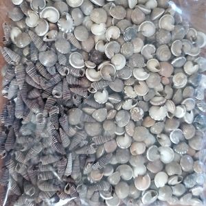 2 bags of Sea Shells